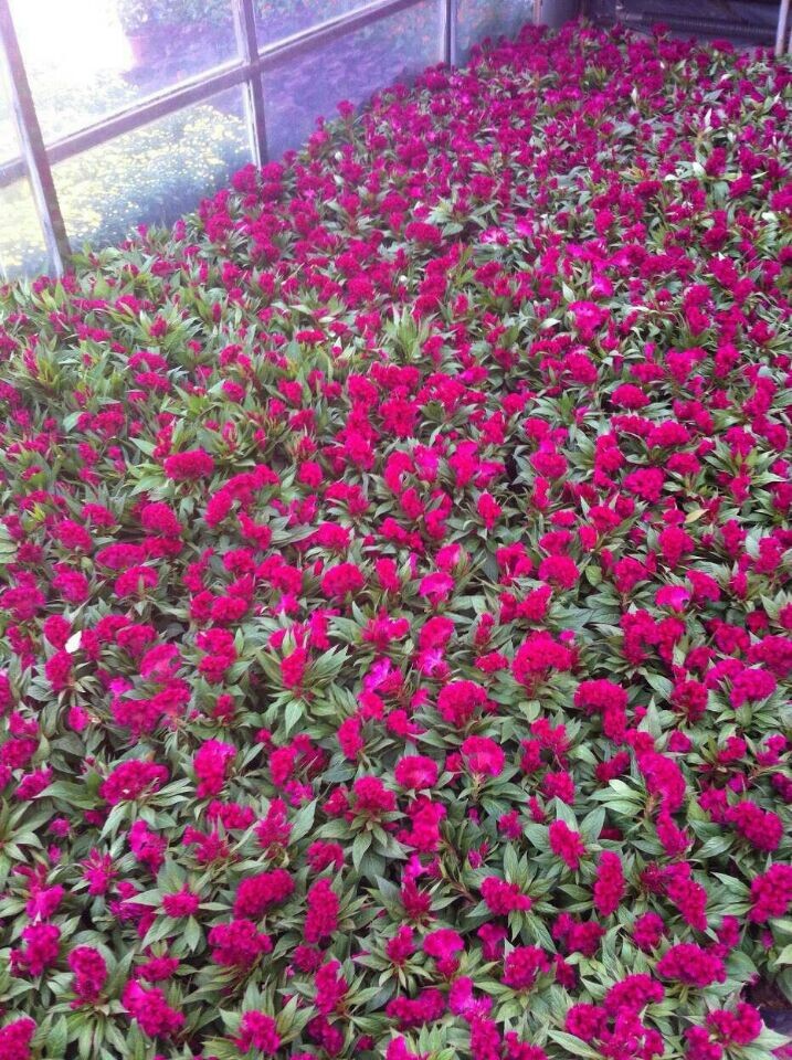 時(shí)令草花