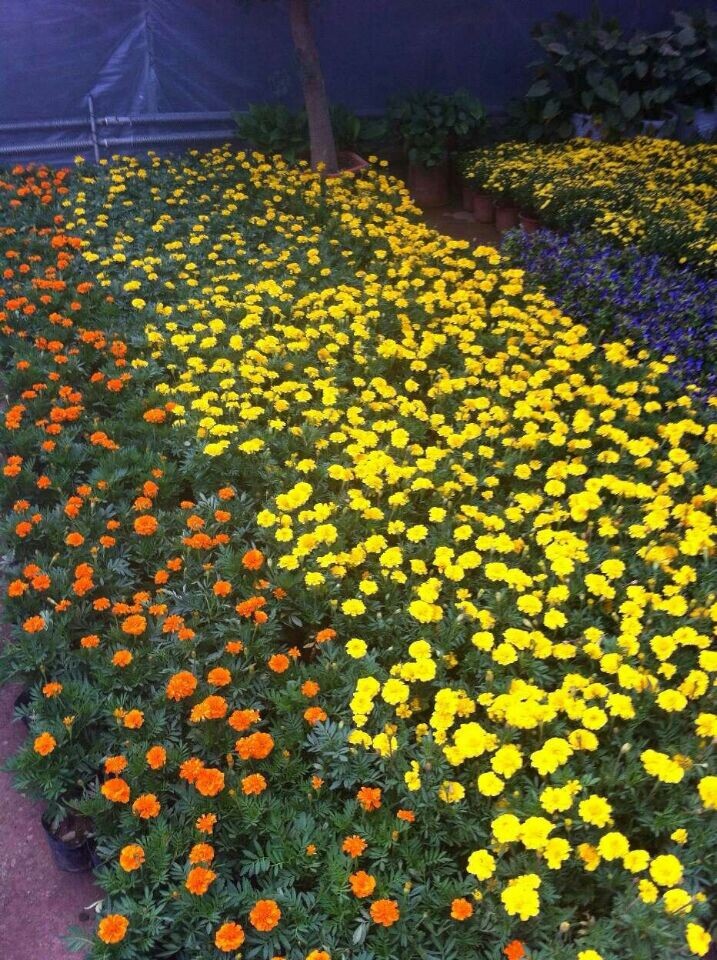 時(shí)令草花