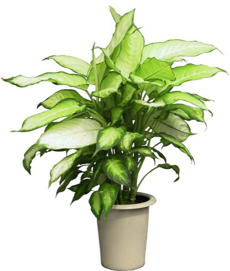 花葉萬(wàn)年青(小盆植物)