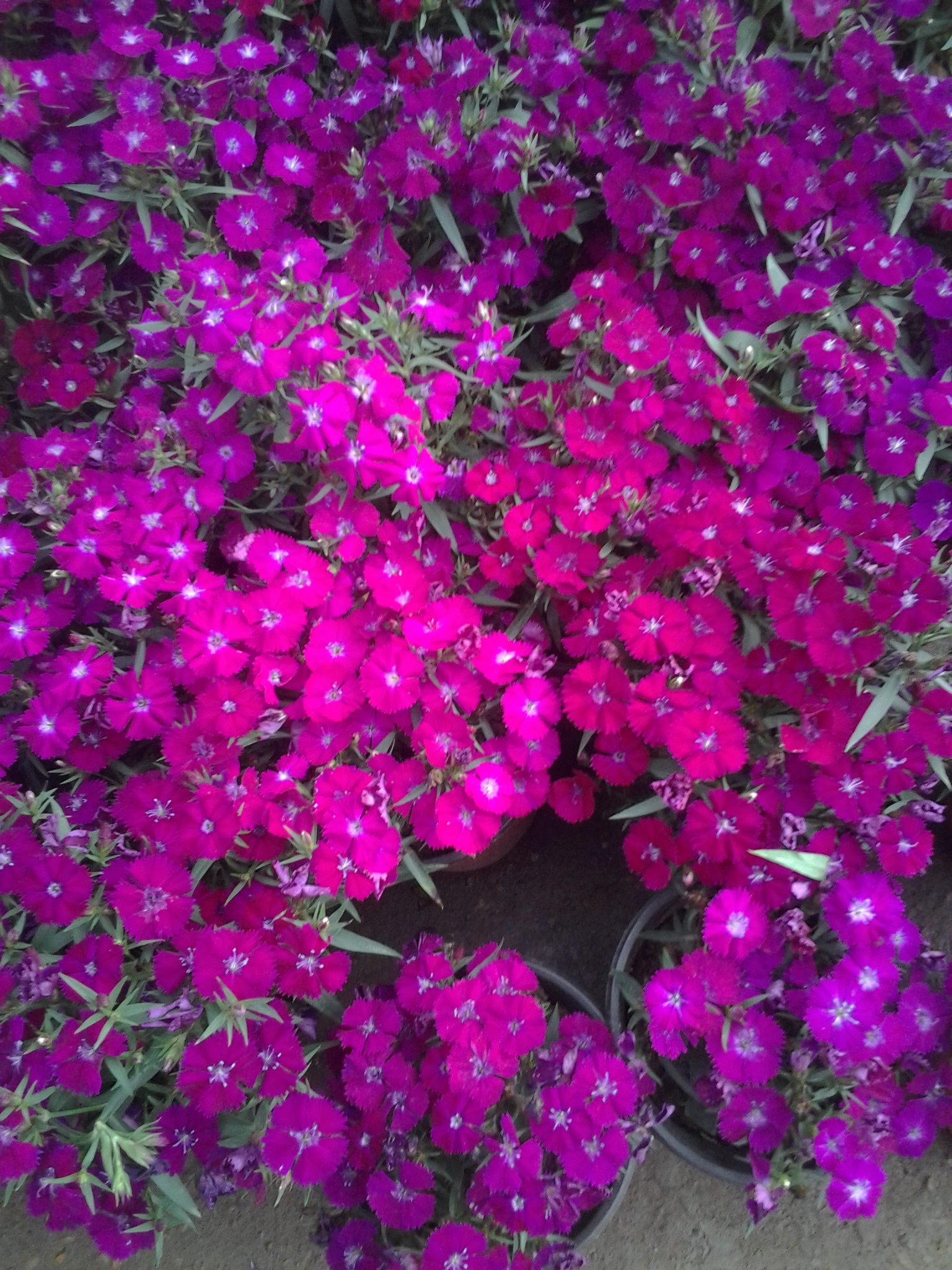 時令草花