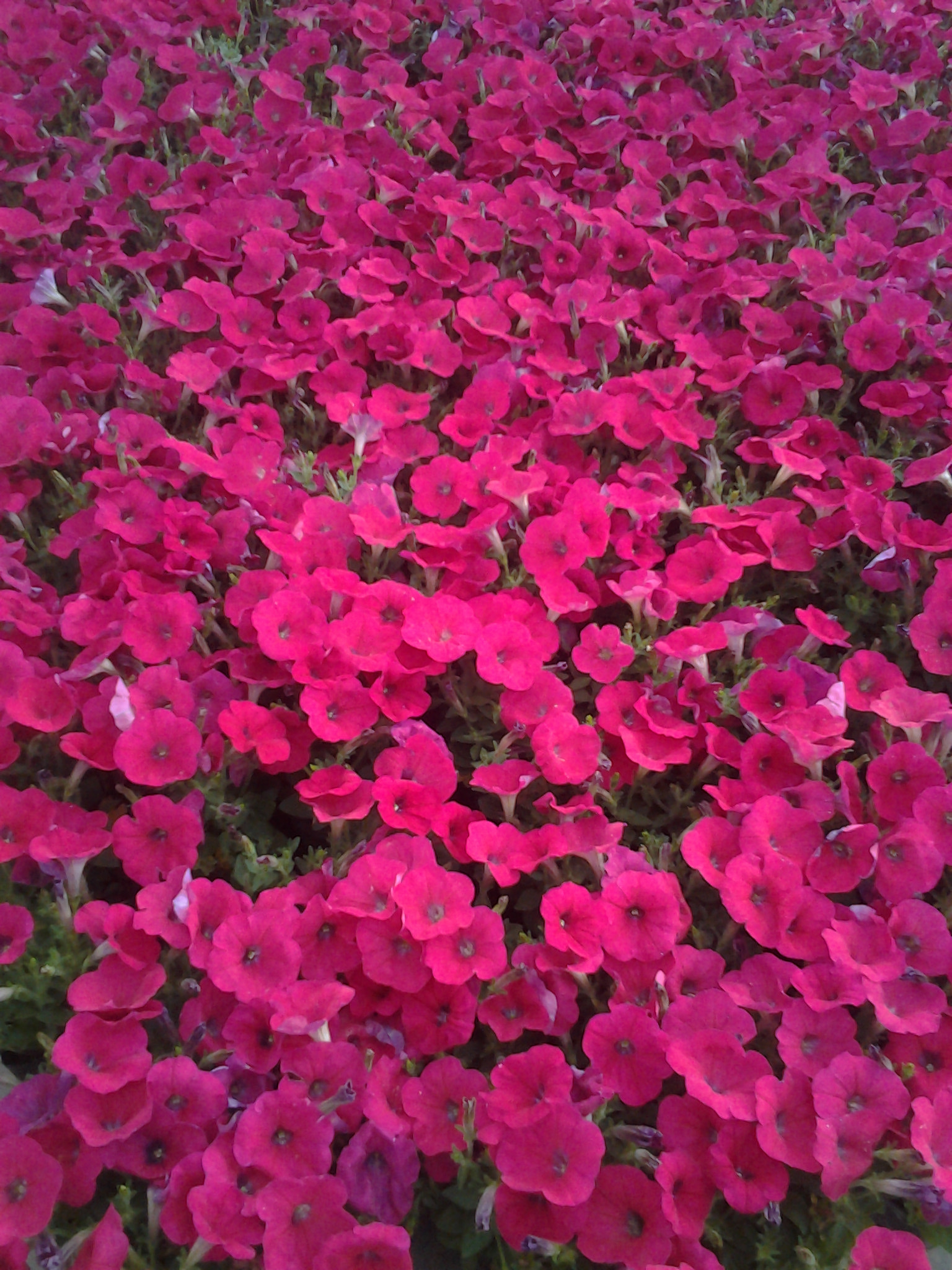 時令草花