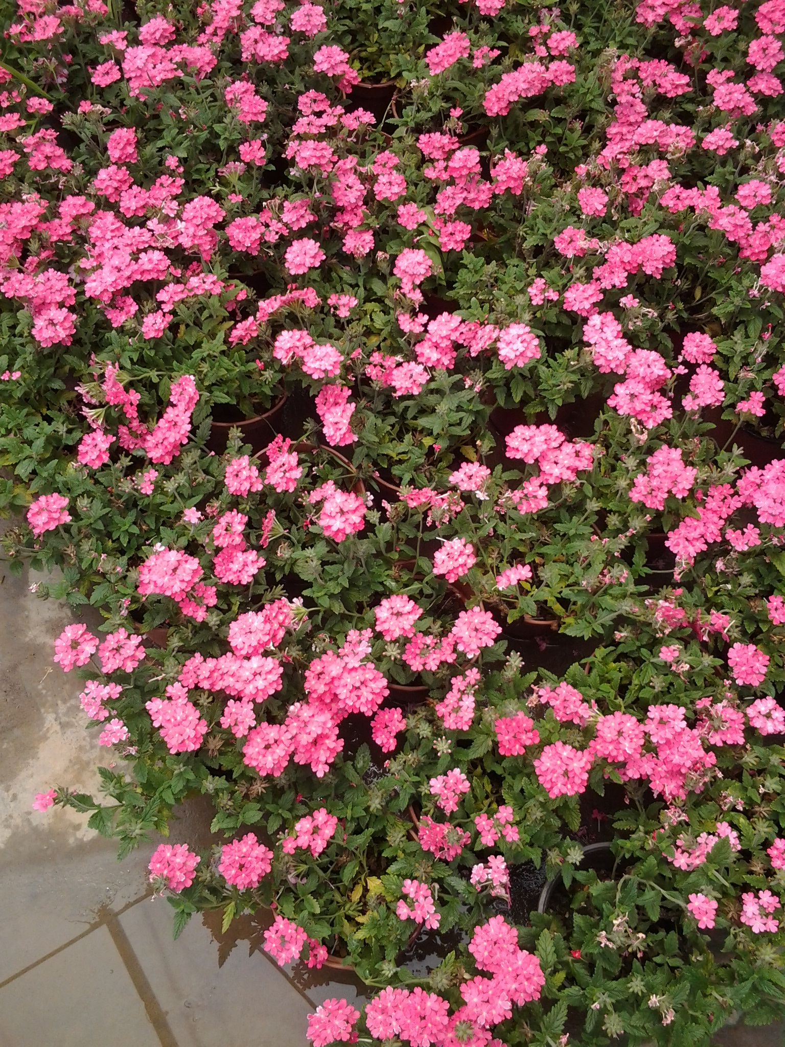 時令草花