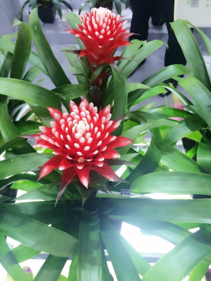 長沙高端盆花