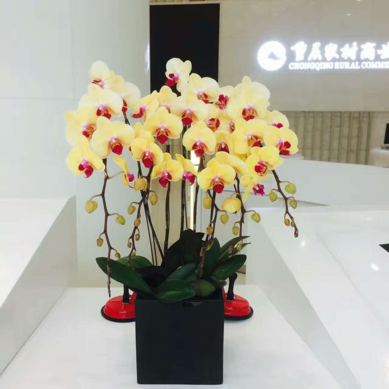 彩色蝴蝶蘭