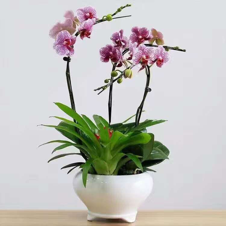三支頭蝴蝶蘭