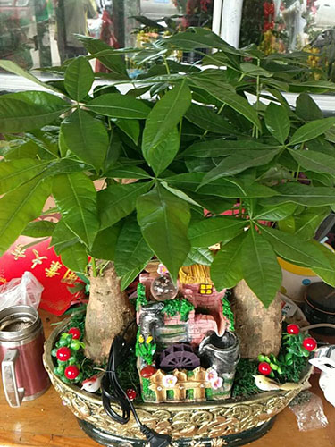 組合盆花11