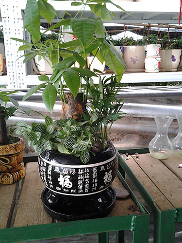 小發(fā)財樹組合