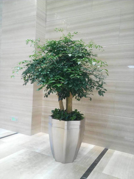 高檔幸福樹組合