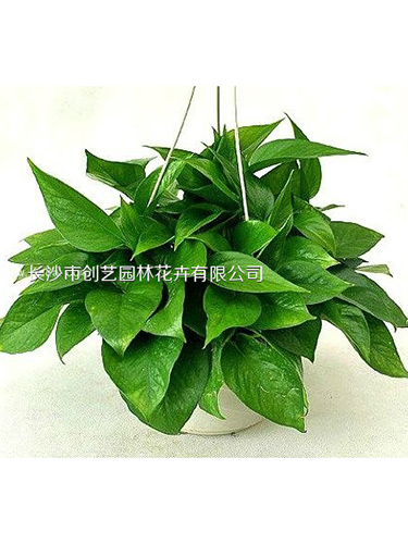 白盆綠蘿吊蘭