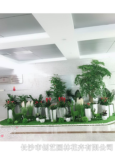 高檔盆景