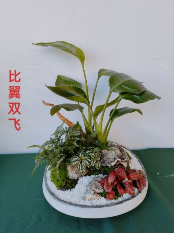 高檔大組合