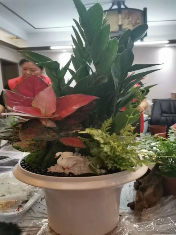 高檔大組合