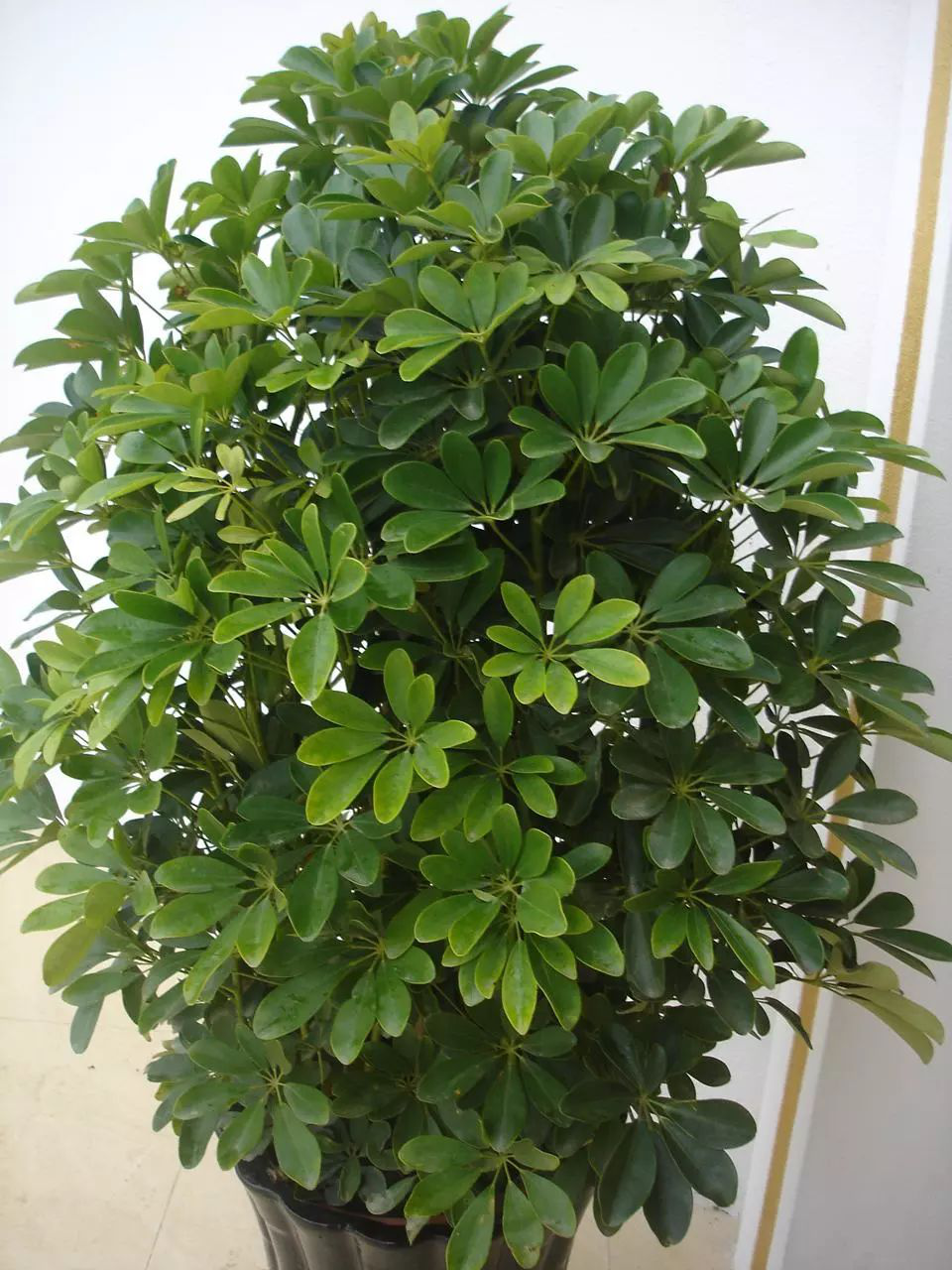 花卉擺放技巧,吸毒植物種類,如何種植花草,長(zhǎng)沙高端盆花租賃,長(zhǎng)沙花卉租賃,長(zhǎng)沙組合組景租賃,長(zhǎng)沙室內(nèi)外花卉租賃公司