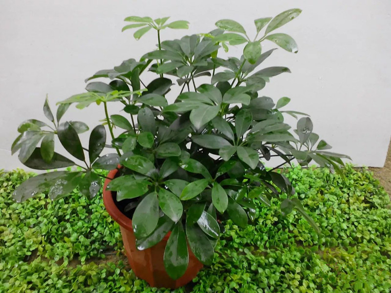 花卉擺放技巧,吸毒植物種類,如何種植花草,長(zhǎng)沙高端盆花租賃,長(zhǎng)沙花卉租賃,長(zhǎng)沙組合組景租賃,長(zhǎng)沙室內(nèi)外花卉租賃公司