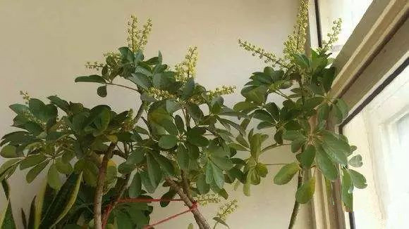 花卉擺放技巧,吸毒植物種類,如何種植花草,長(zhǎng)沙高端盆花租賃,長(zhǎng)沙花卉租賃,長(zhǎng)沙組合組景租賃,長(zhǎng)沙室內(nèi)外花卉租賃公司