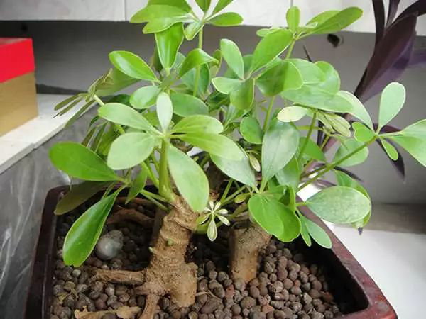 花卉擺放技巧,吸毒植物種類,如何種植花草,長(zhǎng)沙高端盆花租賃,長(zhǎng)沙花卉租賃,長(zhǎng)沙組合組景租賃,長(zhǎng)沙室內(nèi)外花卉租賃公司