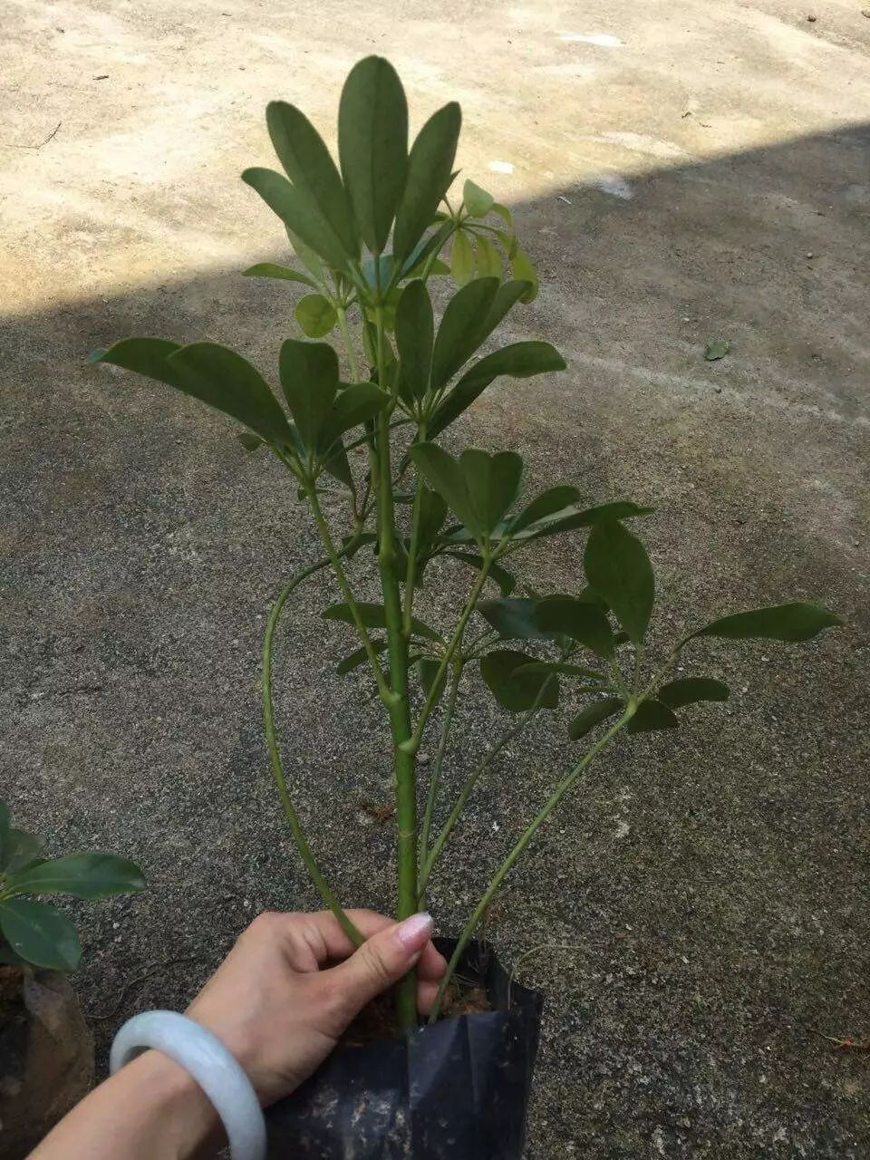 花卉擺放技巧,吸毒植物種類,如何種植花草,長(zhǎng)沙高端盆花租賃,長(zhǎng)沙花卉租賃,長(zhǎng)沙組合組景租賃,長(zhǎng)沙室內(nèi)外花卉租賃公司