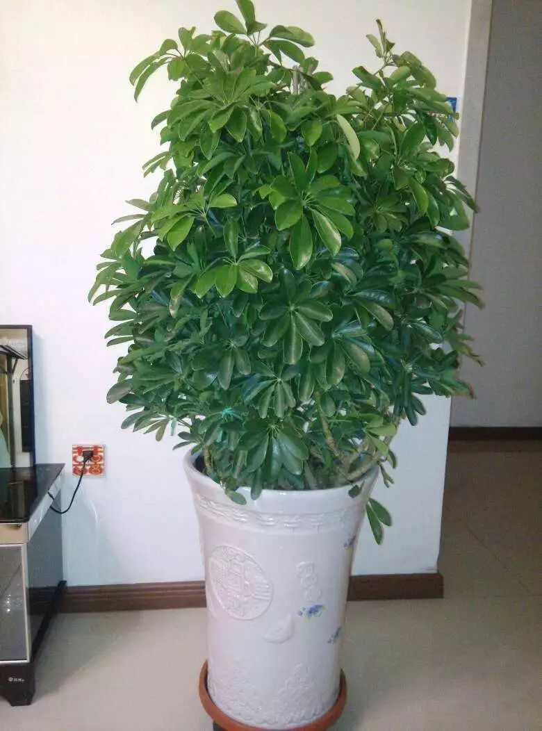 花卉擺放技巧,吸毒植物種類,如何種植花草,長(zhǎng)沙高端盆花租賃,長(zhǎng)沙花卉租賃,長(zhǎng)沙組合組景租賃,長(zhǎng)沙室內(nèi)外花卉租賃公司