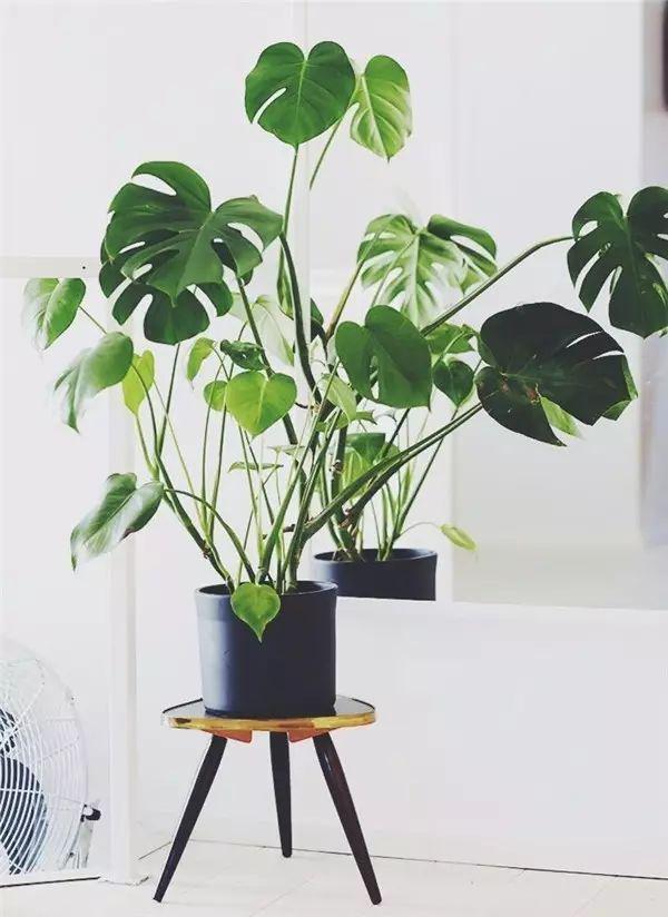 花卉擺放技巧,吸毒植物種類,如何種植花草,長沙高端盆花租賃,長沙花卉租賃,長沙組合組景租賃,長沙室內(nèi)外花卉租賃公司
