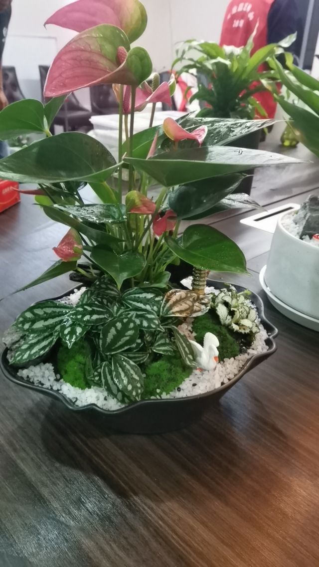 個(gè)性花卉產(chǎn)品租賃_個(gè)性花卉產(chǎn)品批發(fā)零售_高端組景組盆花卉專業(yè)租貨_長(zhǎng)沙市創(chuàng)藝園林花卉有限公司